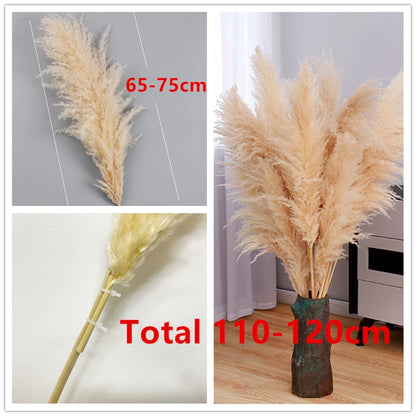 Pampas Grass Stems