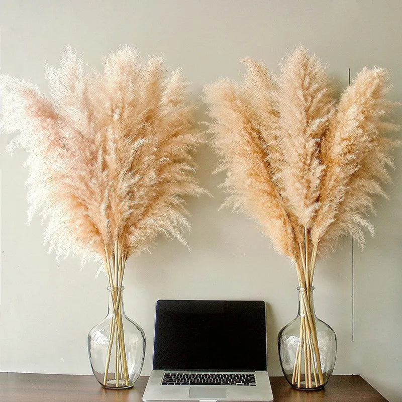 Pampas Grass Stems